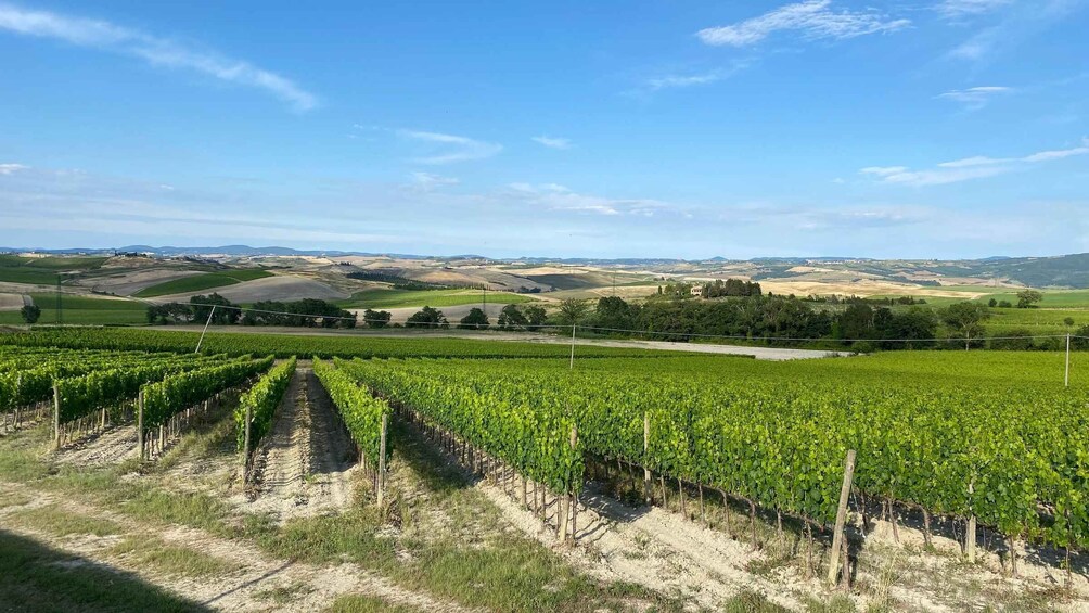Picture 8 for Activity Shore Excursion From Livorno: Tuscan Villages & Chianti Wine