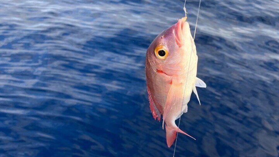 Traditional Fishing Experience in Zakynthos