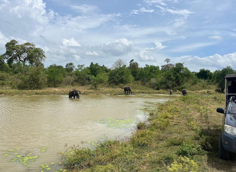 Picture 6 for Activity Udawalawe National Park Wildlife Safari from Galle