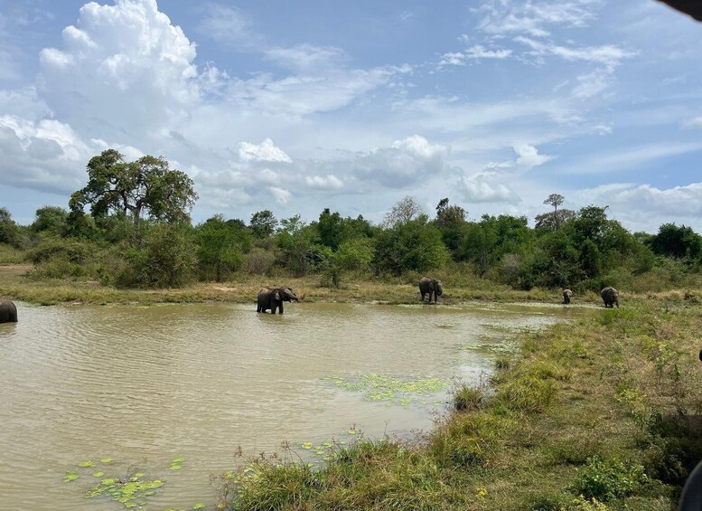 Picture 1 for Activity Udawalawe National Park Wildlife Safari from Galle