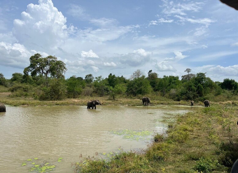 Picture 1 for Activity Udawalawe National Park Wildlife Safari from Galle