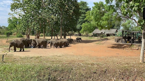 ซาฟารีสัตว์ป่าอุทยานแห่งชาติ Udawalawe จากกอลล์