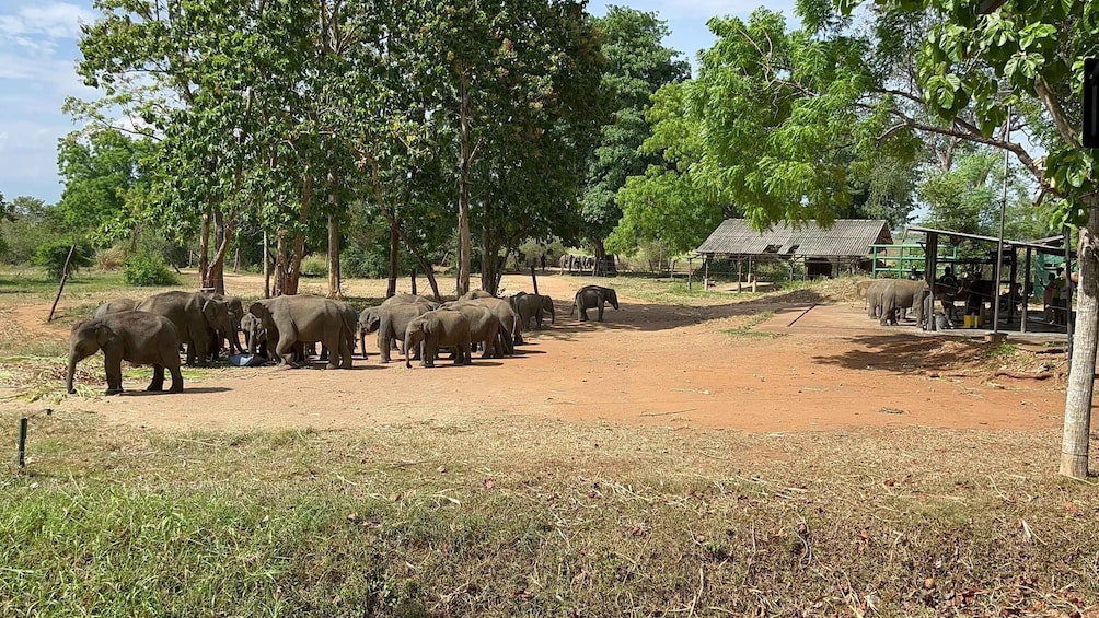 Picture 7 for Activity Udawalawe National Park Wildlife Safari from Galle