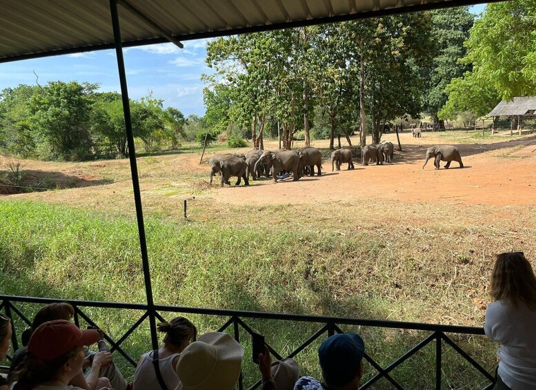 Picture 2 for Activity Udawalawe National Park Wildlife Safari from Galle