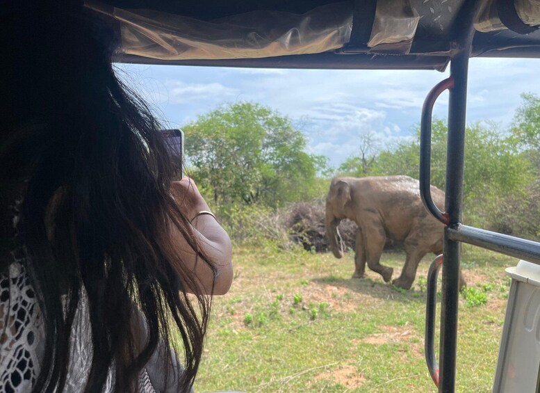 Picture 4 for Activity Udawalawe National Park Wildlife Safari from Galle