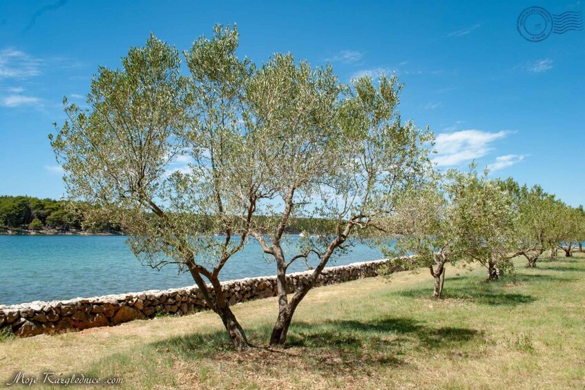 Picture 3 for Activity Taxi Boat to Košljun Island (Monastery Island)