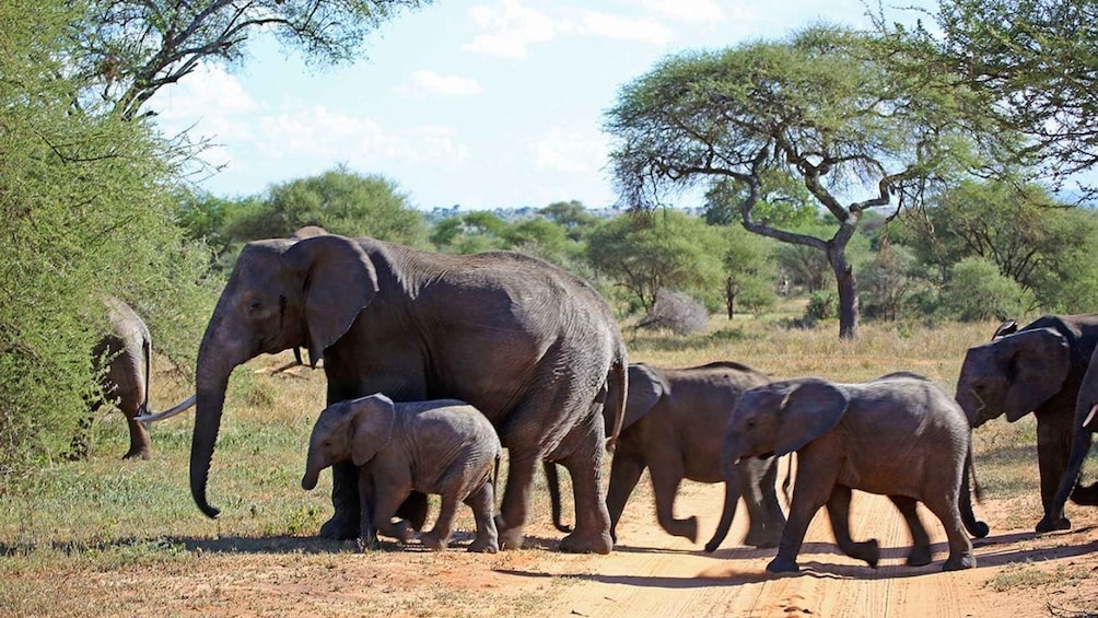 Picture 6 for Activity Isimangaliso Wetlands Park Full Day Tour From Durban