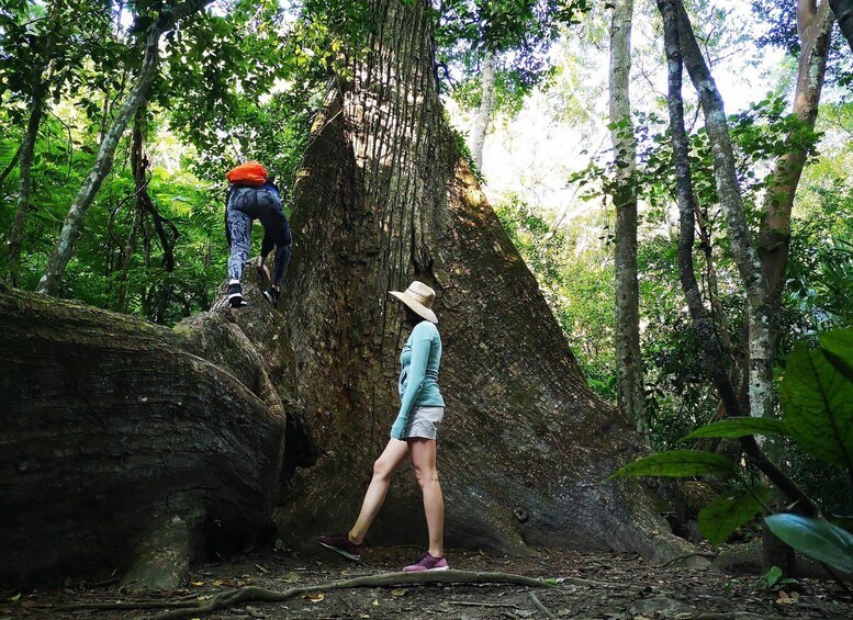 Picture 2 for Activity Tikal Sunrise, Archeological focus and Wildlife Spotting