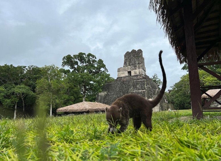 Picture 5 for Activity Tikal Sunrise, Archeological focus and Wildlife Spotting