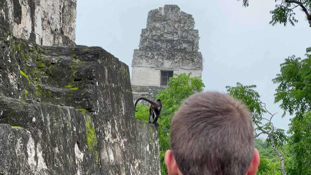 Picture 7 for Activity Tikal Sunrise, Archeological focus and Wildlife Spotting