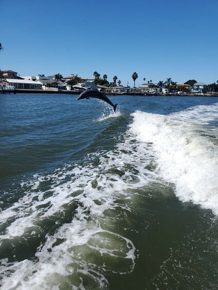 Picture 8 for Activity Madeira Beach: Sightseeing Cruise to John's Pass with Guide