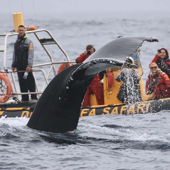 Picture 3 for Activity Dingle: Sea Safari by RIB Boat