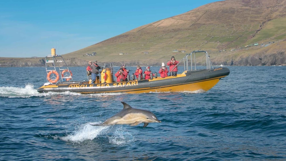 Dingle: Sea Safari by RIB Boat