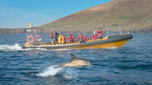 Dingle Sea Safari Rib Ride