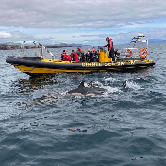 Picture 2 for Activity Dingle: Sea Safari by RIB Boat