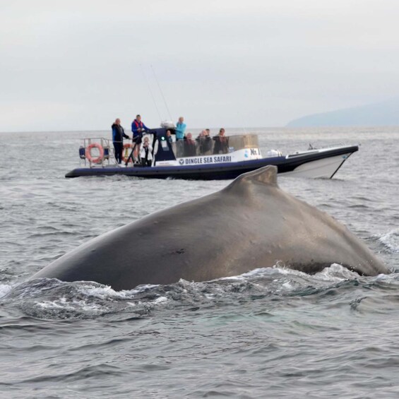 Picture 4 for Activity Dingle: Sea Safari by RIB Boat