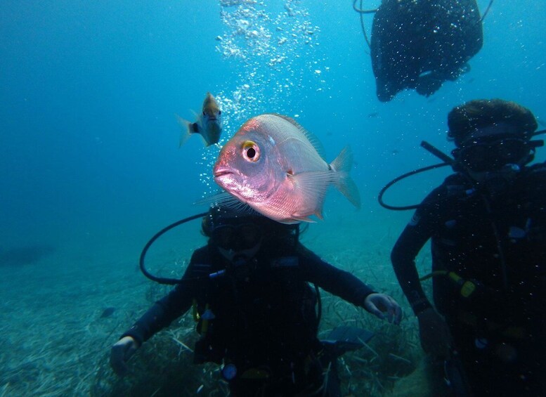 Picture 7 for Activity Naxos: Discover Scuba Diving - Your first experience diving