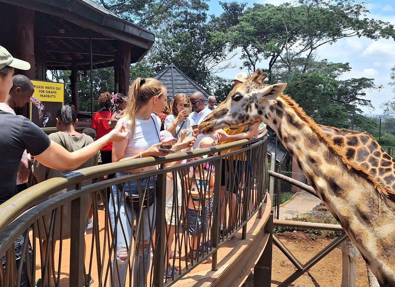 Giraffe Centre and David Sheldrick Elephant Orphanage Tour