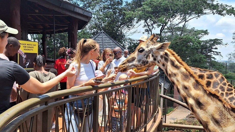Giraffe Centre and David Sheldrick Elephant Orphanage Tour