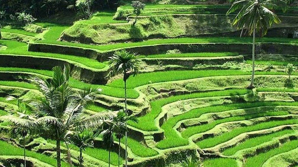 Picture 4 for Activity Ubud: Private Evening Tour with Legong Dance Performance