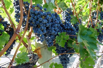 De Catane : Visite d’une demi-journée du mont Etna et expérience du vin