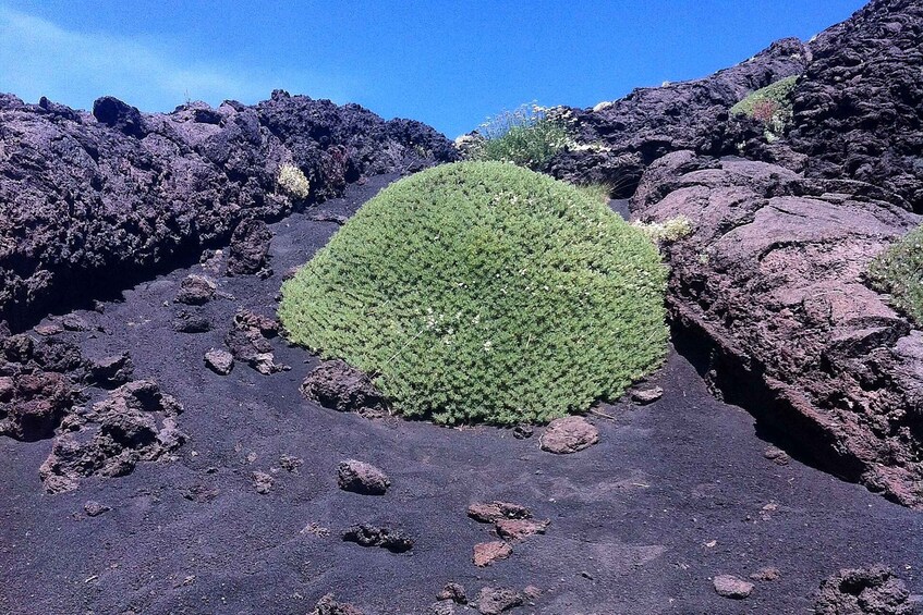 Picture 5 for Activity From Catania: Mount Etna Half-Day Tour and Wine Experience