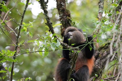 8-Day Gorilla, Golden monkeys& Chimpanzee, Walking Safari