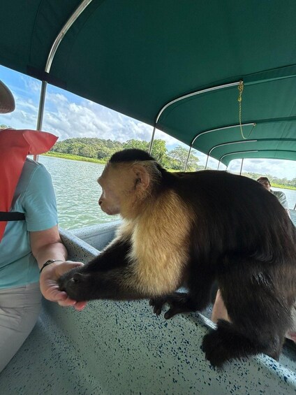 Picture 15 for Activity Panama City: Guided Jungle Adventure with Gatun Lake Cruise