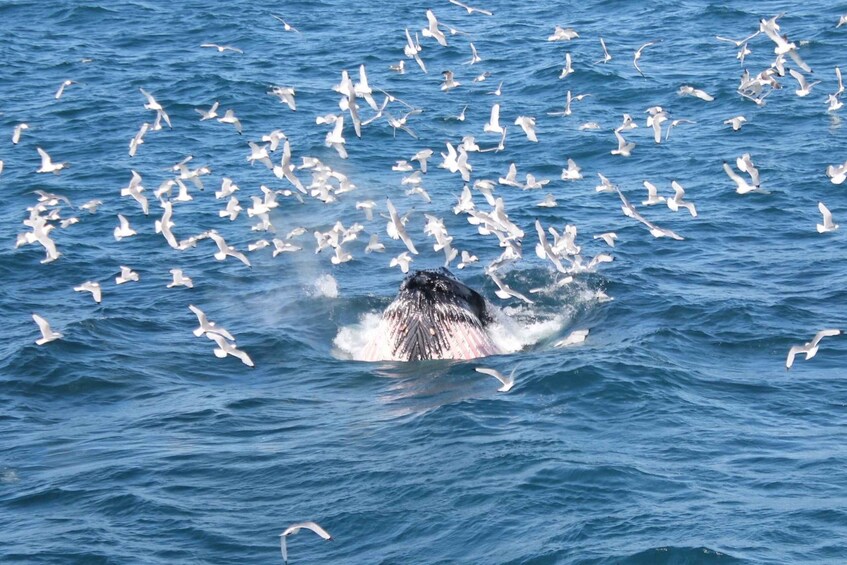 Picture 16 for Activity Reykjavik: Best Value Whale Watching Boat Tour