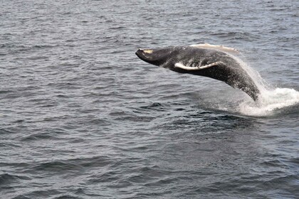 Reikiavik: tour en barco de observación de ballenas con la mejor relación c...