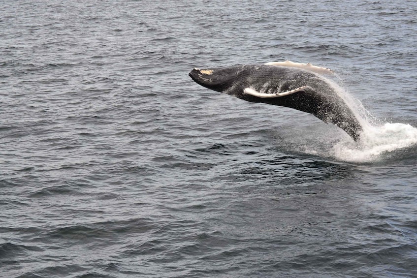 Reykjavik: Best Value Whale Watching Boat Tour