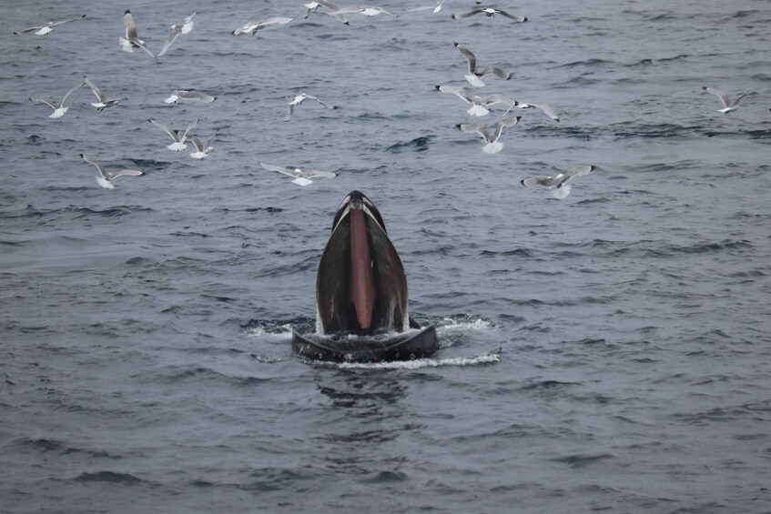 Picture 3 for Activity Reykjavik: Best Value Whale Watching Boat Tour