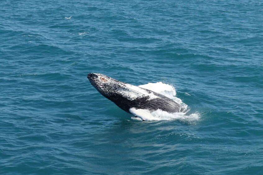 Picture 17 for Activity Reykjavik: Best Value Whale Watching Boat Tour