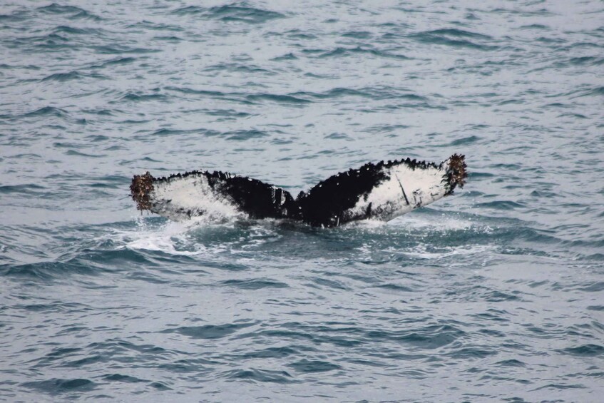 Picture 14 for Activity Reykjavik: Best Value Whale Watching Boat Tour