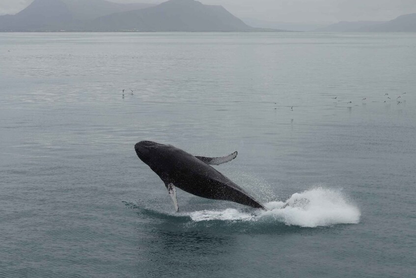 Picture 13 for Activity Reykjavik: Best Value Whale Watching Boat Tour