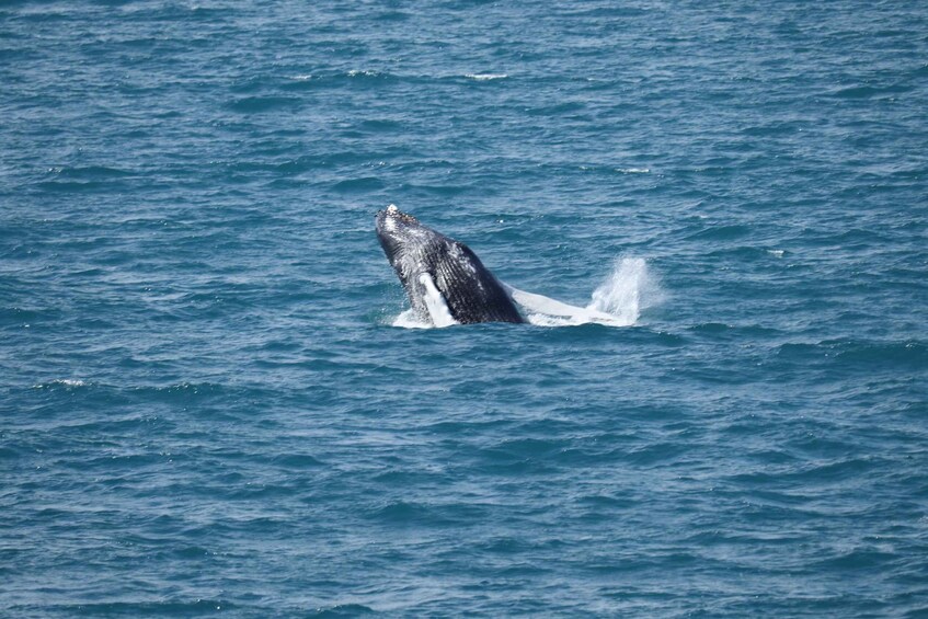 Picture 9 for Activity Reykjavik: Best Value Whale Watching Boat Tour