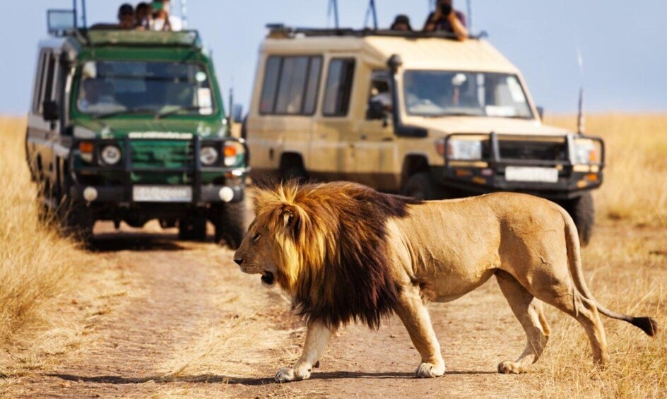 Picture 4 for Activity Full Day Hluhluwe Imfolozi Game Reserve Tour From Durban