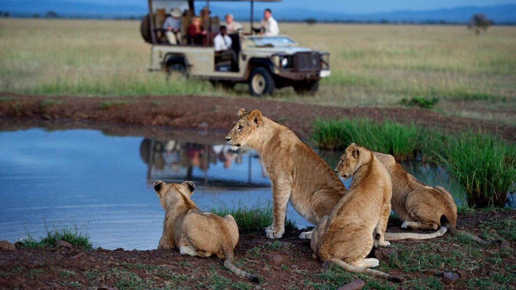 Picture 7 for Activity Full Day Hluhluwe Imfolozi Game Reserve Tour From Durban