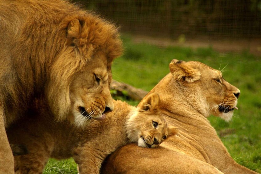 Picture 3 for Activity Full Day Hluhluwe Imfolozi Game Reserve Tour From Durban