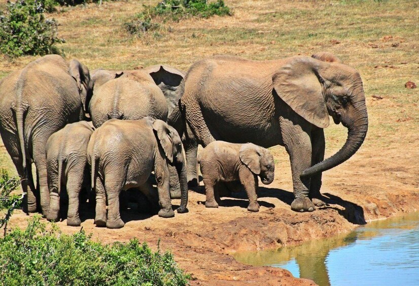 Picture 2 for Activity Full Day Hluhluwe Imfolozi Game Reserve Tour From Durban