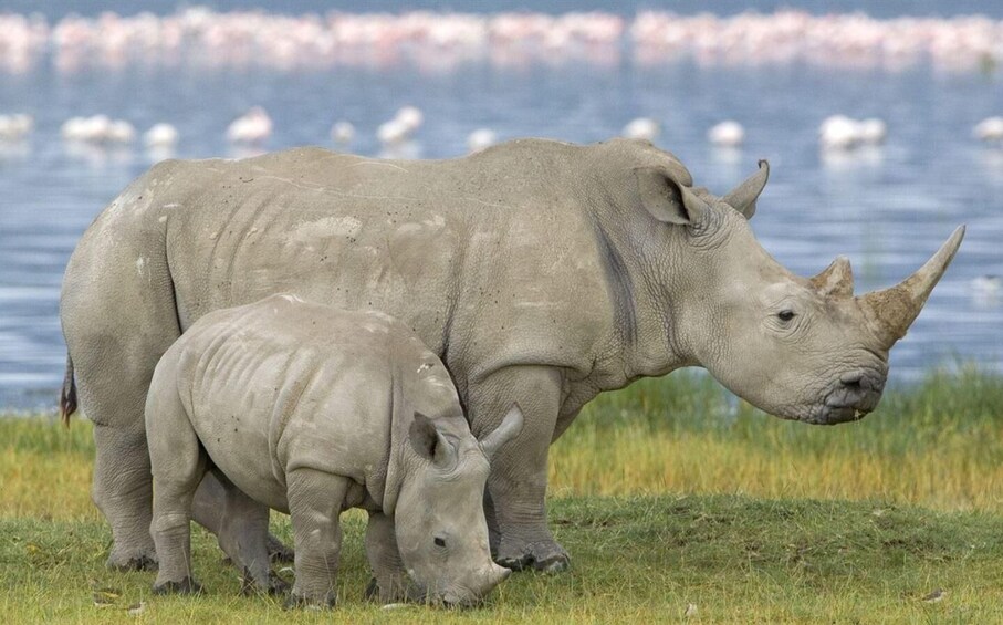 Full Day Hluhluwe Imfolozi Game Reserve Tour From Durban
