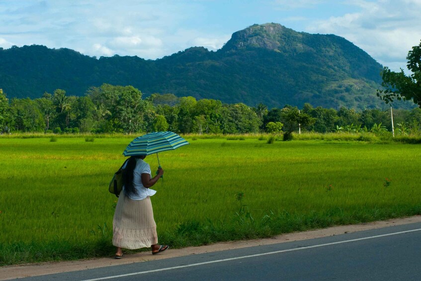 Picture 14 for Activity Sri Lanka private tour package 10 Days. and luxury hotel