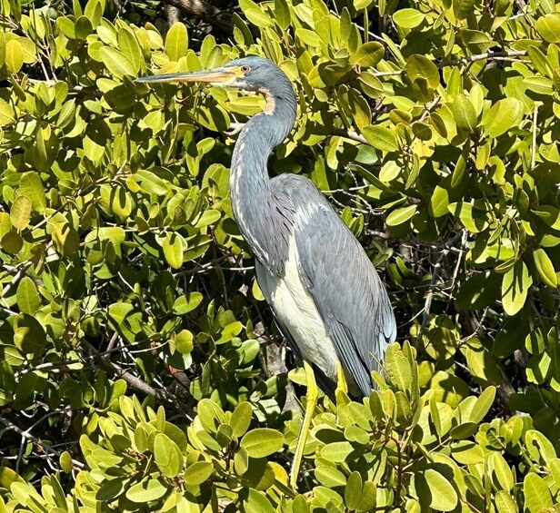 Picture 36 for Activity Robinson Preserve Mangrove Tour