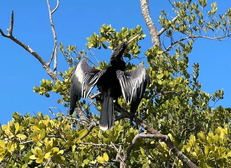 Picture 40 for Activity Robinson Preserve Mangrove Tour