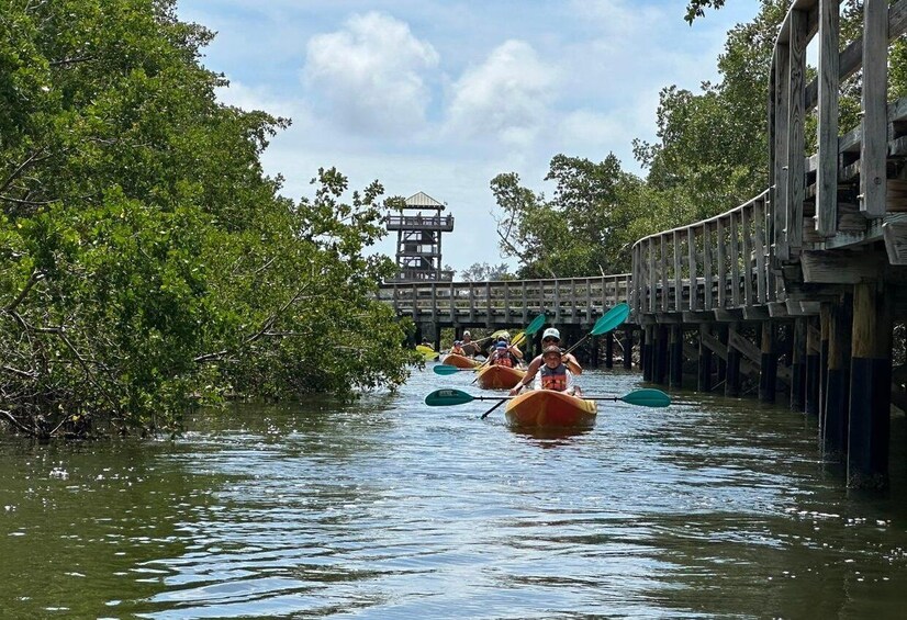 Picture 57 for Activity Robinson Preserve Mangrove Tour