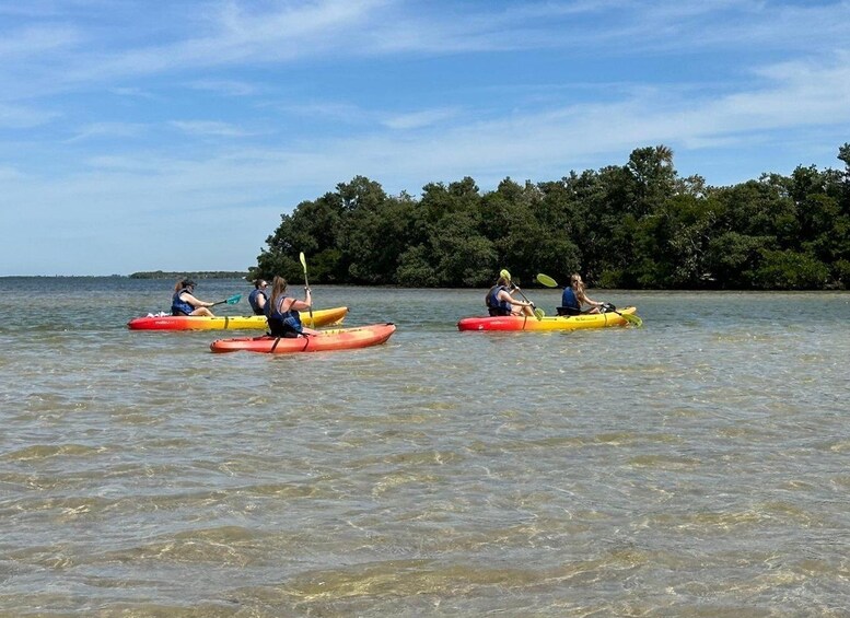 Picture 53 for Activity Robinson Preserve Mangrove Tour