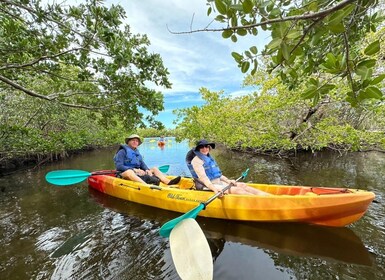 Robinson Preserve Mangrove Tour