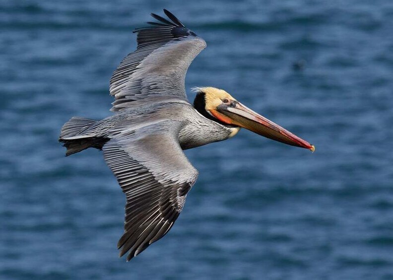 Picture 1 for Activity Bayahibe: Whale-Watching Cruise & Cayo Levantado Day Trip