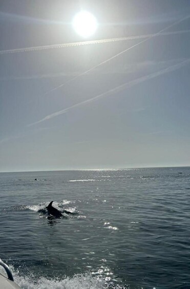 Picture 10 for Activity Paseo en yate con amplio solarium + avistamiento de delfines