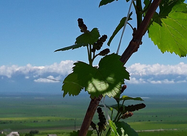 Picture 9 for Activity Dano winery - Khornabuji fortress hiking trial - Dano winery